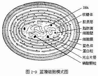 蓝藻